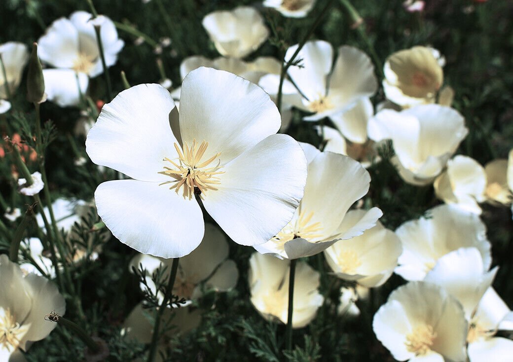 Super Eschscholzia Californica Seeds Pcs 40 White California Poppy
