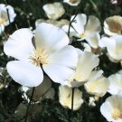 Super Eschscholzia Californica Seeds Pcs 40 White California Poppy