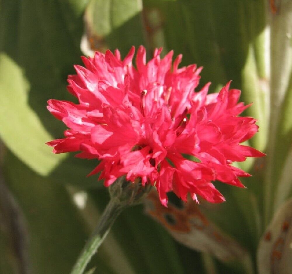 Super Red Cornflower Seeds Pcs 80 Centaurea Cyanus