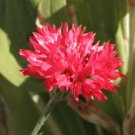 Super Red Cornflower Seeds Pcs 80 Centaurea Cyanus