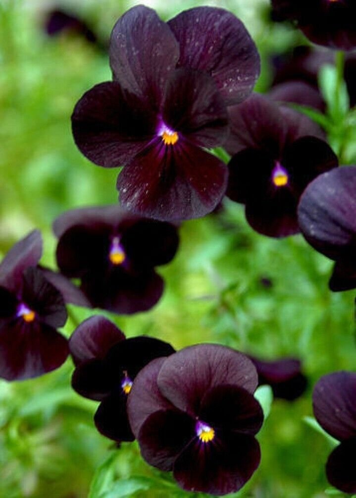 Super Viola Nigra Bowles Black Violet Seeds Pcs 8