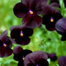 Super Viola Nigra Bowles Black Violet Seeds Pcs 8