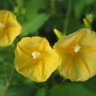 Super Yellow Ipomoea Hederifolia Lutea Rare Seeds Pcs 4