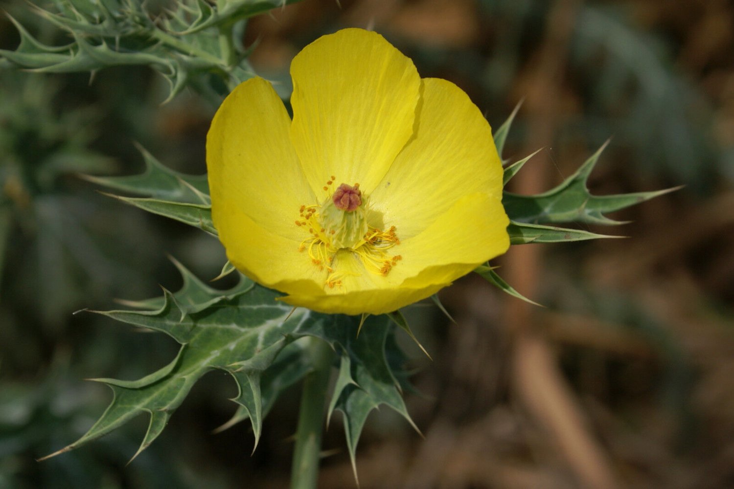 Super Yellow Prickly Poppy Seeds Pcs 25 Mexican Argemone Mexicana