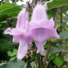 Super South African Foxglove Rare Seeds Pcs 5 Ceratotheca Triloba