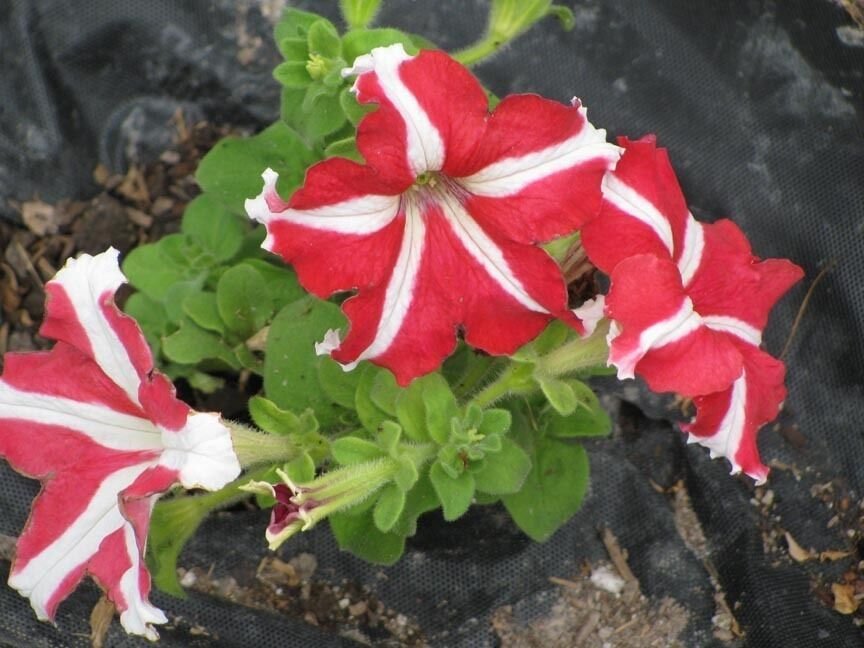 Super Pelleted Seeds Pcs 8 Petunia Hybrida Red Star