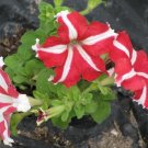 Super Pelleted Seeds Pcs 8 Petunia Hybrida Red Star