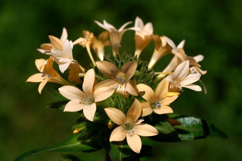 Super Collomia Grandiflora Seeds Pcs 20 Large Flowered Collomia