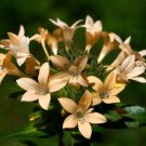 Super Collomia Grandiflora Seeds Pcs 20 Large Flowered Collomia