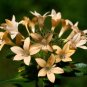 Super Collomia Grandiflora Seeds Pcs 20 Large Flowered Collomia