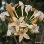 Super Collomia Grandiflora Seeds Pcs 20 Large Flowered Collomia