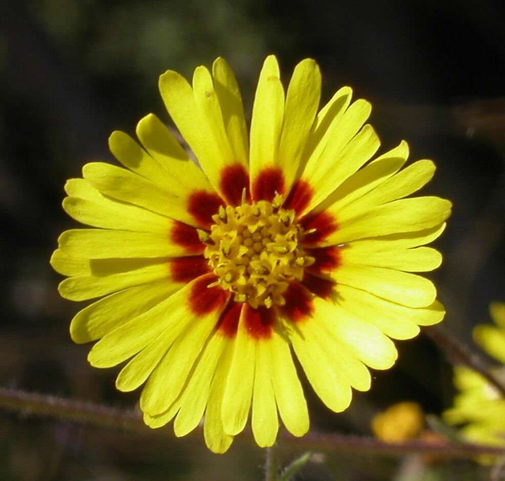 Super Rare Seeds Pcs 25 Of Madia Elegans Showy Tarplant