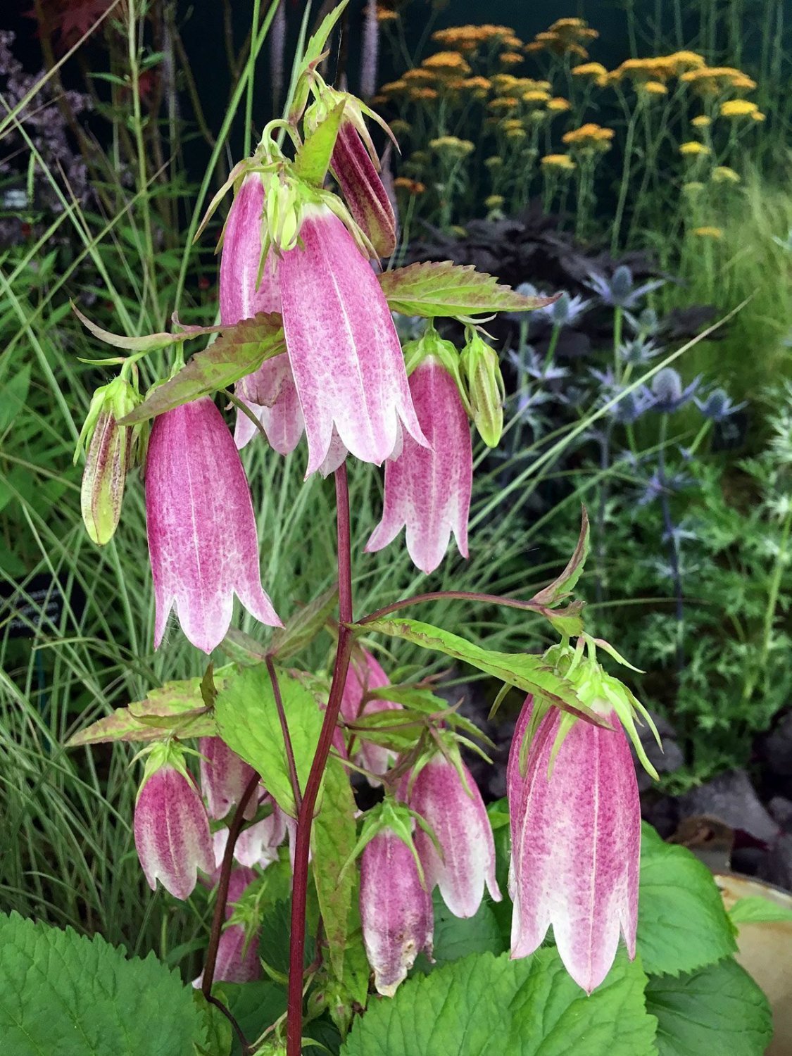 Super Campanula Takesimana Elisabeth Seeds Pcs 40 Pink Korea Bell Flower