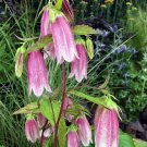 Super Campanula Takesimana Elisabeth Seeds Pcs 40 Pink Korea Bell Flower