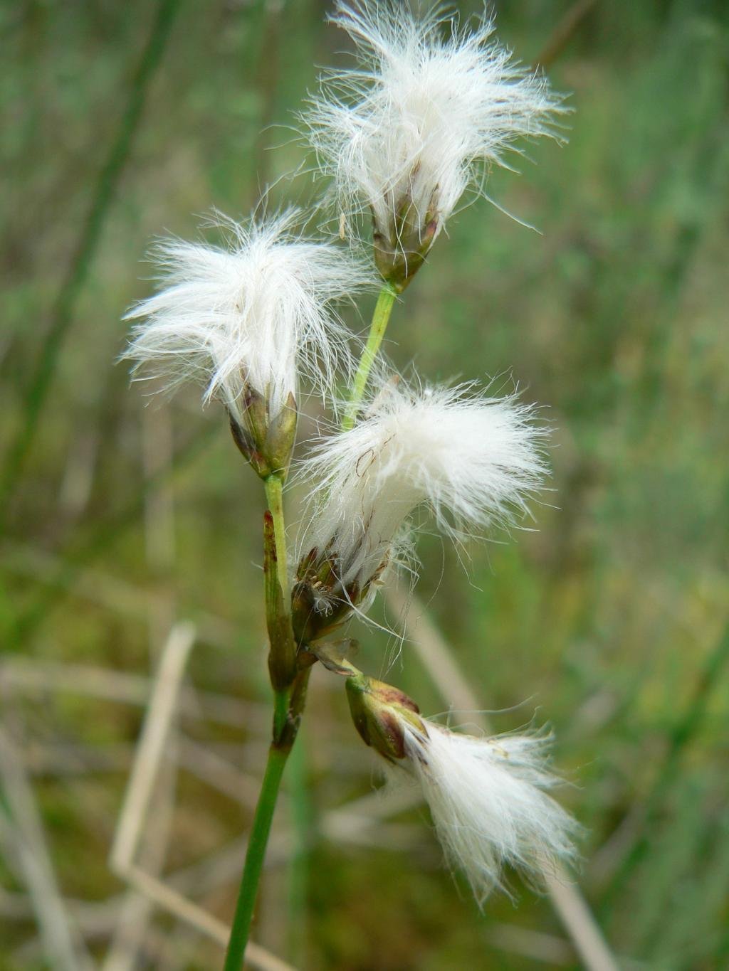 Super Eriophorum Gracile Seeds Pcs 8 Slender Cottongrass
