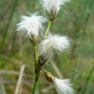 Super Eriophorum Gracile Seeds Pcs 8 Slender Cottongrass