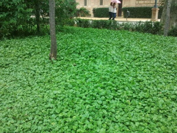 Super Kidney Weed Seeds Pcs 500 Californian Lawn No Mow Dichondra Repens