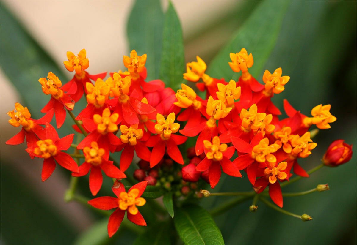 Super Blood Flower Seeds Pcs 12 Asclepiade De Curacao Asclepias Curassavica