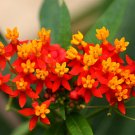 Super Blood Flower Seeds Pcs 12 Asclepiade De Curacao Asclepias Curassavica