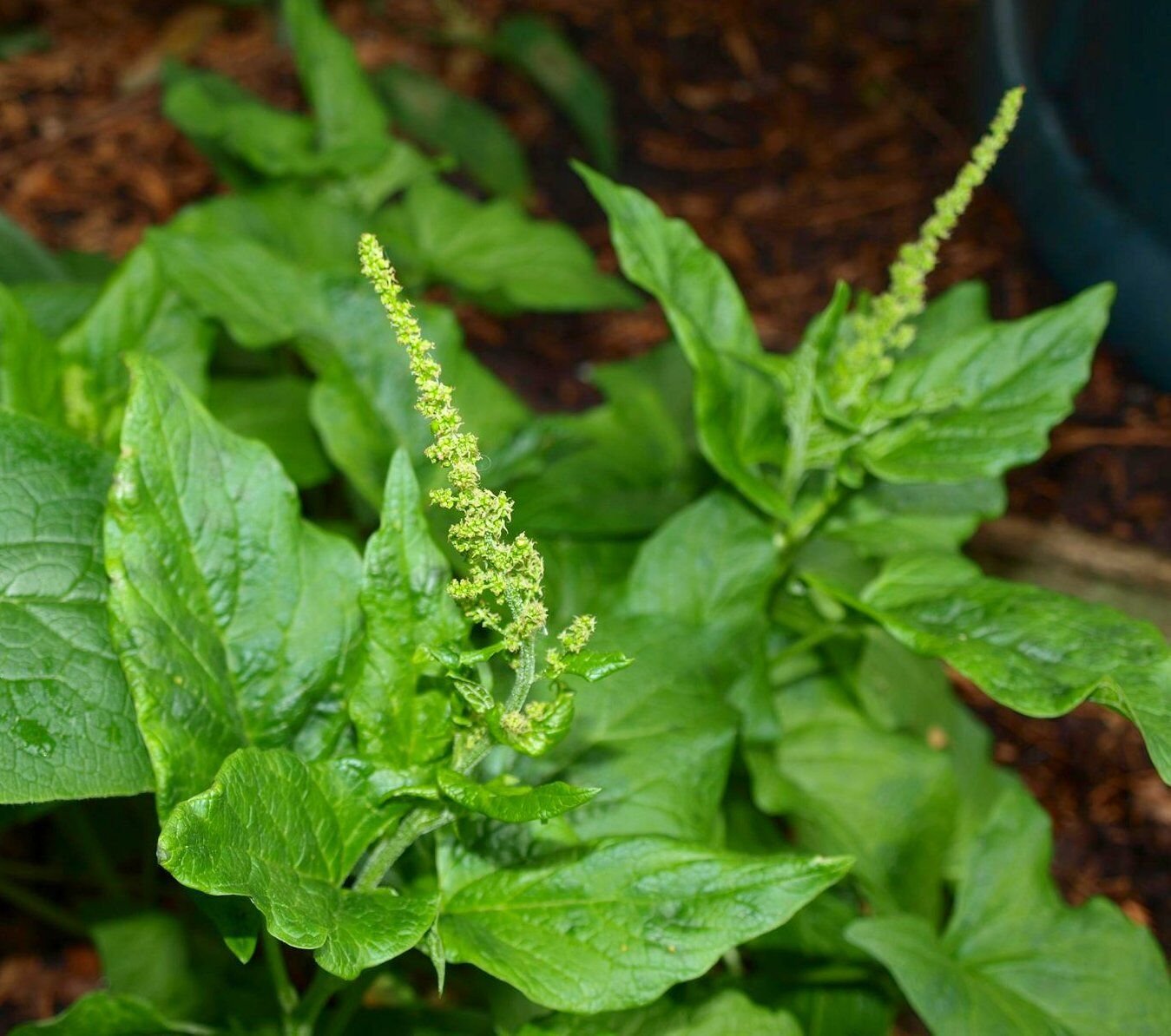 Super Good King Henry Seeds Pcs 80 Epinard Sauvage Chenopodium Bonus Henricus