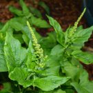Super Good King Henry Seeds Pcs 80 Epinard Sauvage Chenopodium Bonus Henricus