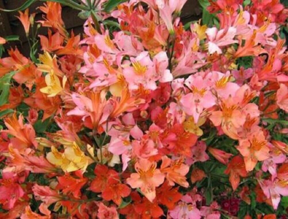 Super Alstrom&Atilde;&uml;re Seeds Pcs 5 Inca Lily Mix Alstroemeria Ligtu