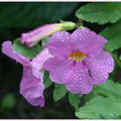 Super Incarvillea Delavayi Seeds Pcs 6 Incarvillea Rose Anti Mole