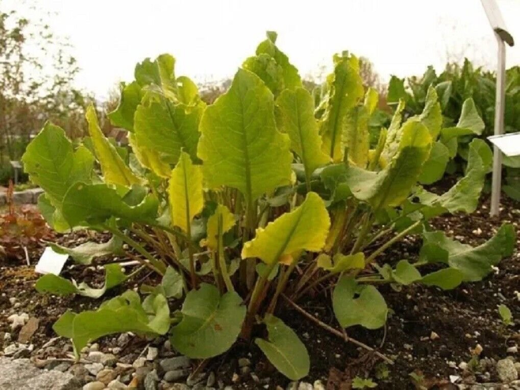 Super Patience Dock Seeds Pcs 40 Perpetual Spinard Rumex Patientia