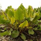 Super Patience Dock Seeds Pcs 40 Perpetual Spinard Rumex Patientia