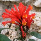 Super Hummingbird Plant Seeds Pcs 4 Skullcap Scutellaria Longifolia