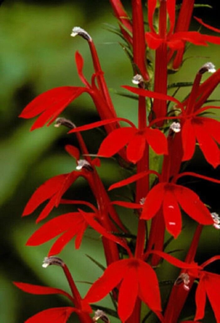 Super Lobelia Cardinalis Flower Seeds Pcs 40 De Lobelie Cardinale