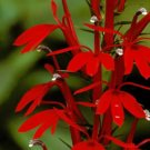 Super Lobelia Cardinalis Flower Seeds Pcs 40 De Lobelie Cardinale