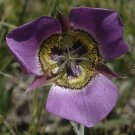 Super Sego Lily Seeds Pcs 4 Light Violet Butterfly Calochortus Gunnisonii