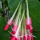 Super Bolivian Fuchsia Seeds Pcs 3 Flambeau d Amour Fuchsia Boliviana Alba