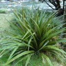 Super Astelia Fragrans Rare Seeds Pcs 15 Fragrant Astelia