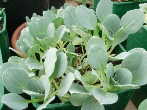 Super Oysterleaf Rare Seeds Pcs 5 Vegetable Oyster Mertensia Maritima