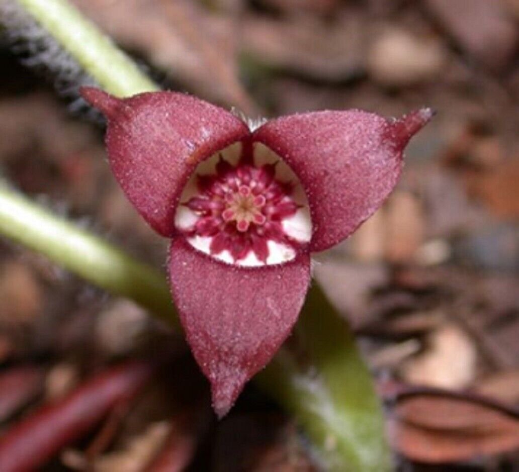 Super Canadian Wild Ginger Seeds Pcs 3 Asarum Canadense