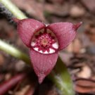 Super Canadian Wild Ginger Seeds Pcs 3 Asarum Canadense