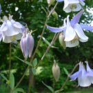 Super Aquilegia Fragrans Rare Seeds Pcs 8 Scented Maple Ancholia Columbine