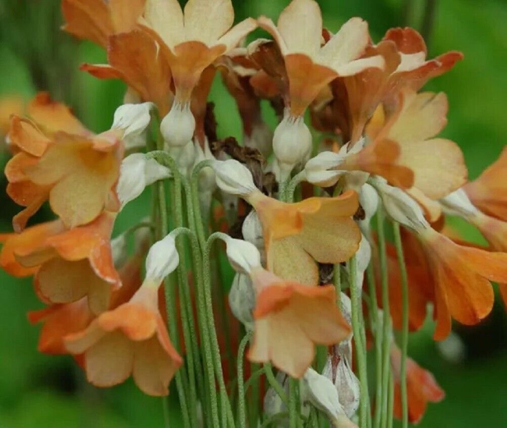 Super Giant Cowslip Seeds Pcs 12 Primevere Geante Du Tibet Primula Florindae