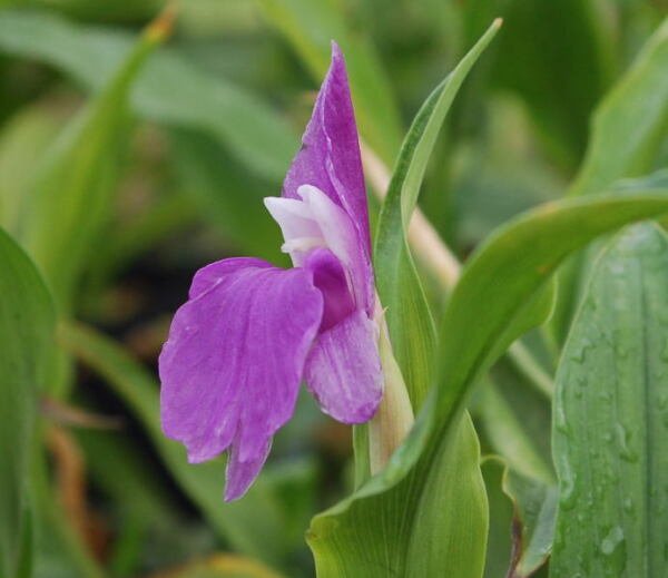 Super Roscoea Auriculata Seeds Pcs 4 Of Ginger Orchid