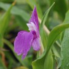 Super Roscoea Auriculata Seeds Pcs 4 Of Ginger Orchid