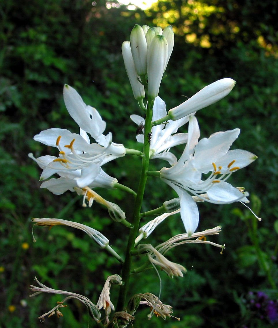 Super Paradisea Lusitanica Rare Seeds Pcs 8 Of Paradise Of Lusitania