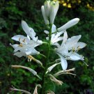 Super Paradisea Lusitanica Rare Seeds Pcs 8 Of Paradise Of Lusitania