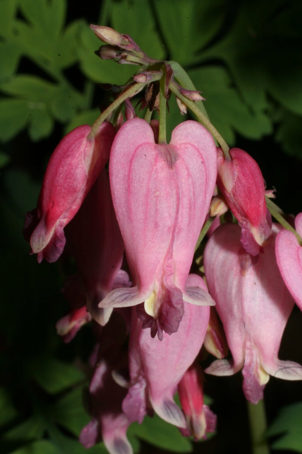 Super Dicentra Eximia Seeds Pcs 5 Of Little Bleeding Heart
