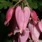 Super Dicentra Eximia Seeds Pcs 5 Of Little Bleeding Heart
