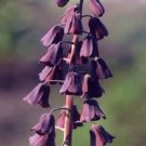 Super Fritillaria Persica Seeds Pcs 5 Persian Black Fritillaria