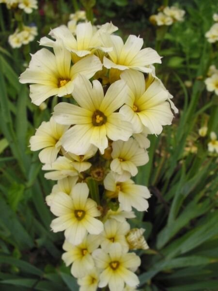 Super Yellow Eyed Grass Seeds Pcs 6 Bermudienne Striee Sisyrinchium Striatum
