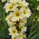 Super Yellow Eyed Grass Seeds Pcs 6 Bermudienne Striee Sisyrinchium Striatum