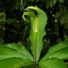 Super Arisaema Tortuosum Seeds Pcs 3 Ariseme Grand Preacher